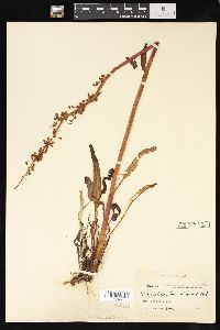 Rumex arcticus image