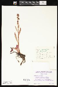 Rumex arcticus image