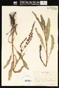 Rumex chrysocarpus image