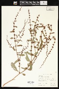 Rumex conglomeratus image