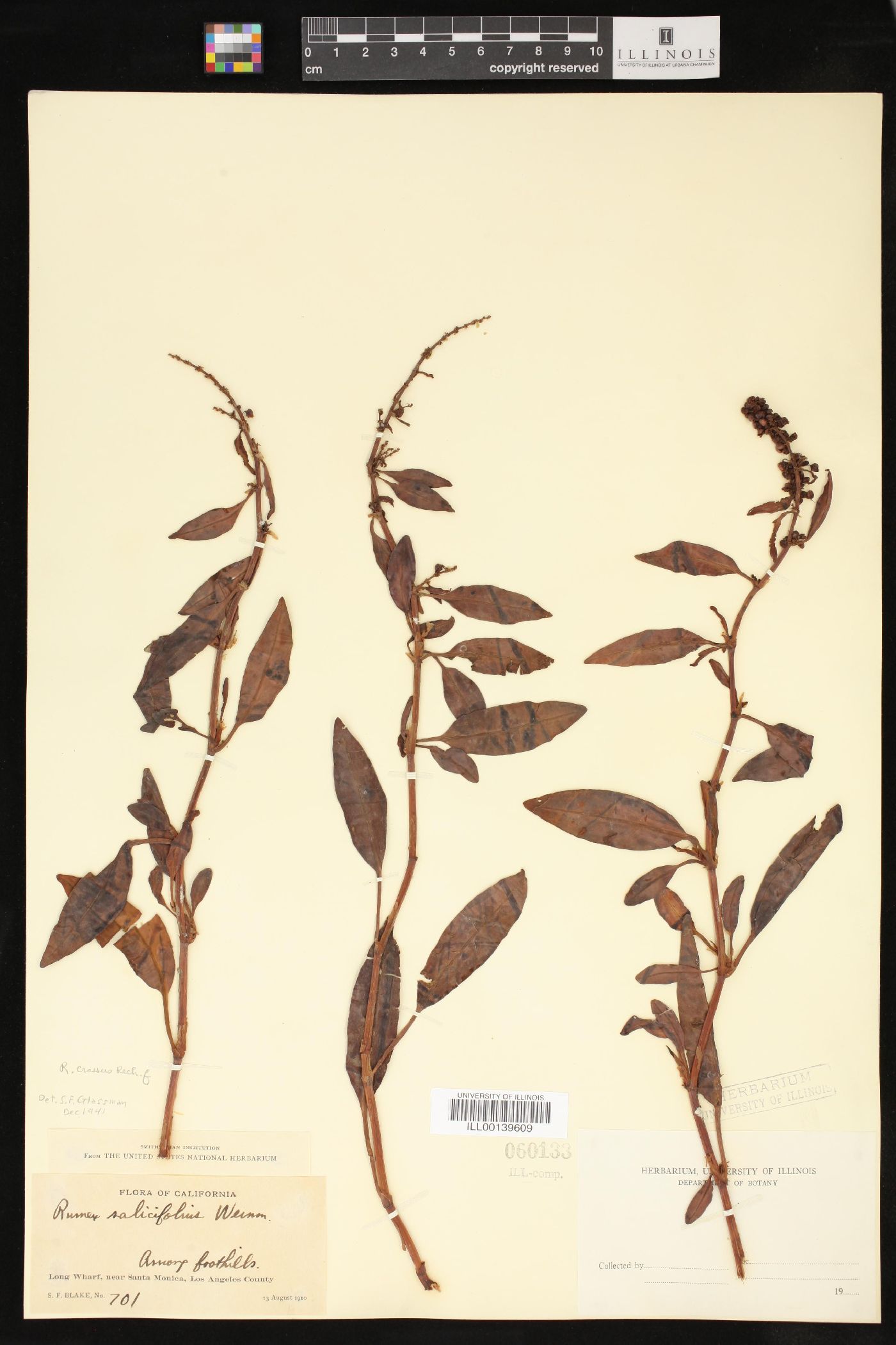 Rumex crassus image