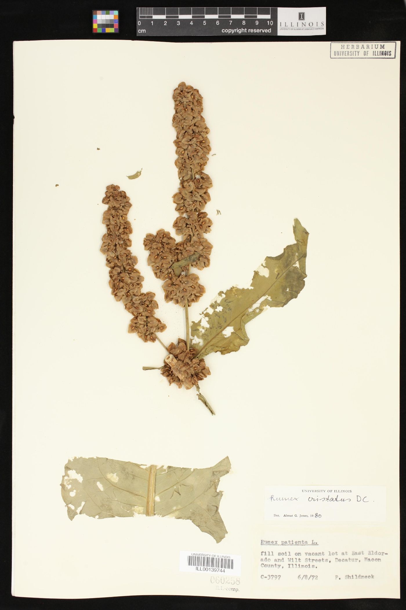 Rumex cristatus image