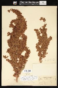 Rumex cristatus image