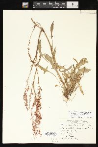 Rumex hastatulus image