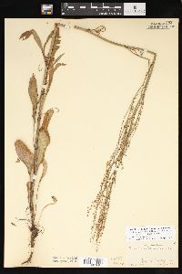 Rumex hastatulus image