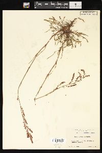 Rumex hastatulus image