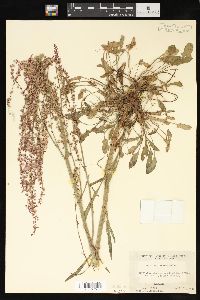 Rumex hastatulus image