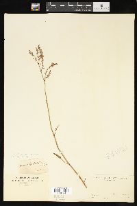 Rumex hastatulus image