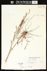 Rumex hastatulus image