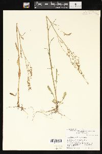 Rumex hastatulus image