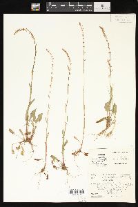 Rumex hastatulus image