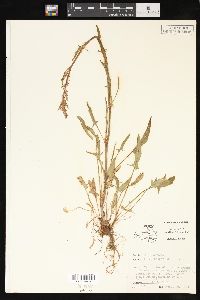 Rumex hastatulus image