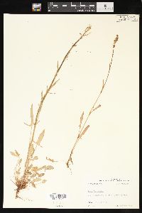 Rumex hastatulus image