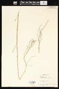 Rumex hastatulus image