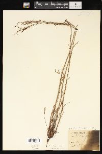 Rumex hastatulus image