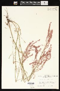 Rumex hastatulus image