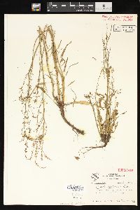 Rumex hastatulus image