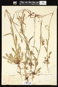 Rumex hastatulus image