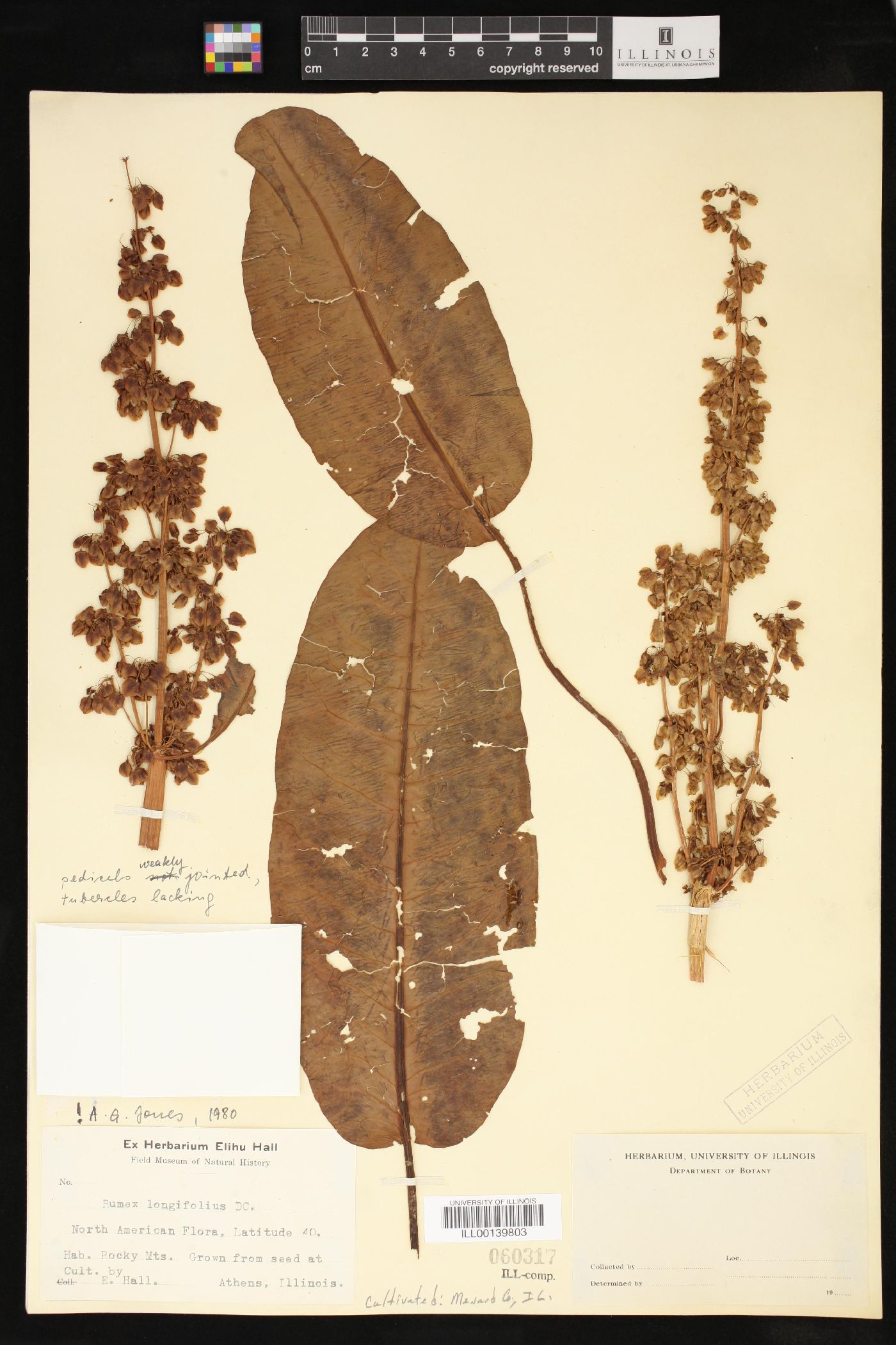 Rumex longifolius image