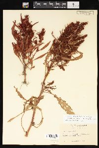 Rumex fueginus image