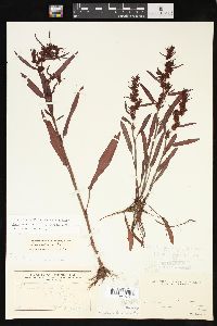 Rumex fueginus image