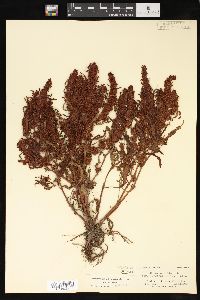 Rumex fueginus image