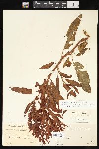 Rumex fueginus image