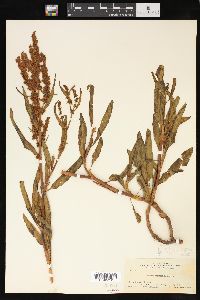 Rumex mexicanus image