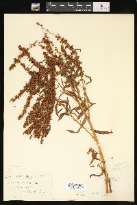 Rumex mexicanus image