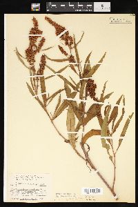 Rumex mexicanus image