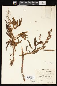 Rumex mexicanus image