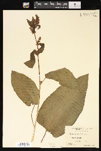 Rumex obtusifolius image