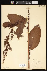 Rumex obtusifolius image