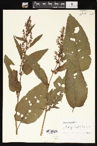 Rumex obtusifolius image