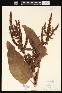 Rumex obtusifolius image