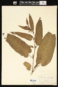 Rumex obtusifolius image