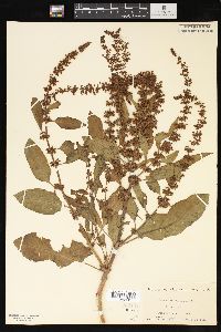 Rumex obtusifolius image