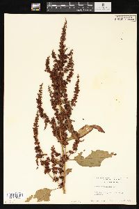 Rumex obtusifolius image