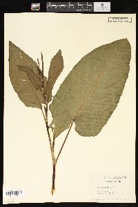 Rumex obtusifolius image