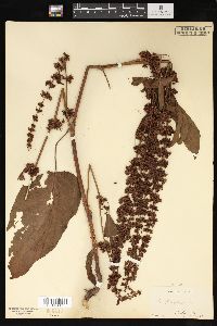 Rumex obtusifolius image