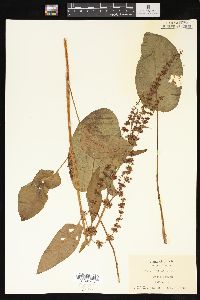 Rumex obtusifolius image