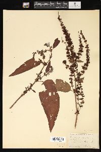 Rumex obtusifolius image