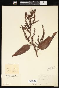 Rumex obtusifolius image