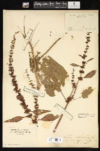 Rumex obtusifolius image