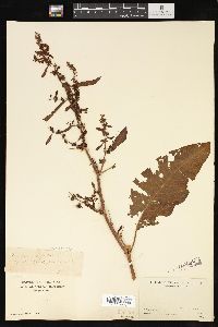 Rumex obtusifolius image