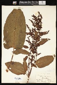 Rumex obtusifolius image