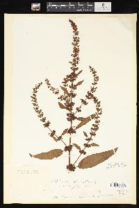 Rumex obtusifolius image