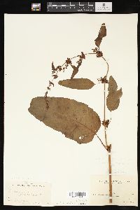 Rumex obtusifolius image