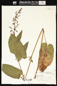 Rumex obtusifolius image