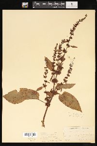 Rumex obtusifolius image